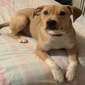 adoptable Dog in Nesconset, NY named Toby