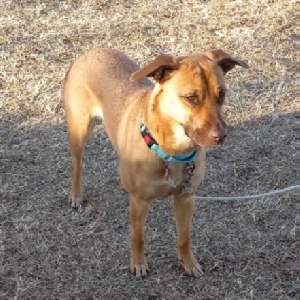 adoptable Dog in Overbrook, KS named Alice/Allie