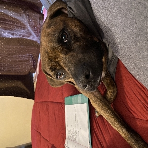 adoptable Dog in North Charleston, SC named Albus
