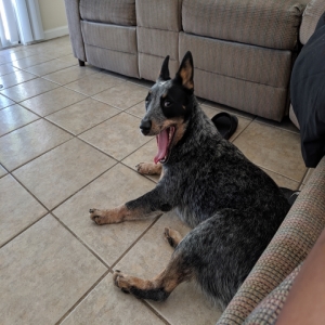 /images/pets/original/2105493_88092_IMG_20190616_162545.webp