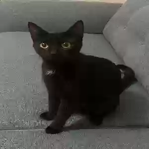 adoptable Cat in Adel, GA named Shadow