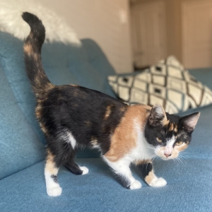 adoptable Cat in Adel, GA named Callie