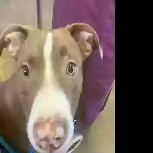 adoptable Dog in Brooklyn, NY named Anubis
