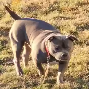 adoptable Dog in O Fallon, MO named Beau Ty 