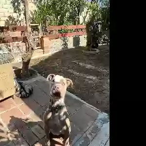 adoptable Dog in Rialto, CA named Bruce