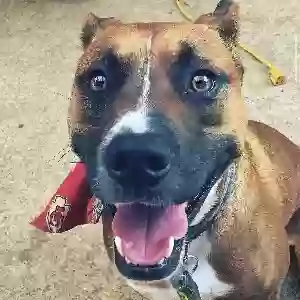 adoptable Dog in Little Elm, TX named Astro