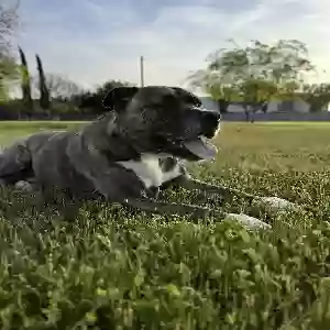 adoptable Dog in Vallejo, CA named Appa