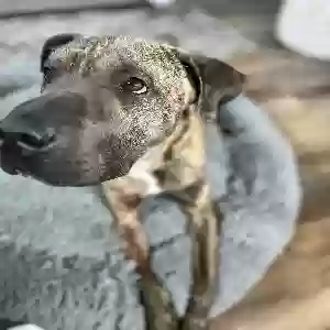 adoptable Dog in La Mesa, CA named Chico