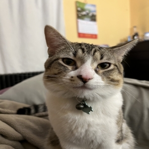 adoptable Cat in Ayer, MA named Simba