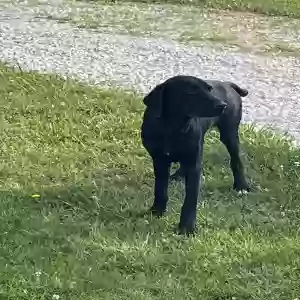 adoptable Dog in Huntsville, MO named Dog