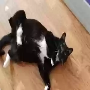 adoptable Cat in Reidsville, GA named MONIE