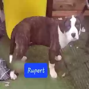 adoptable Dog in Carsonville, MI named Rupert