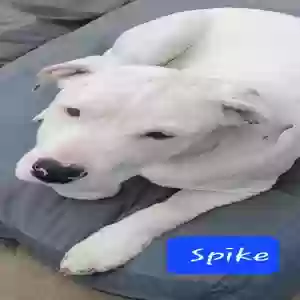 adoptable Dog in Carsonville, MI named Spike