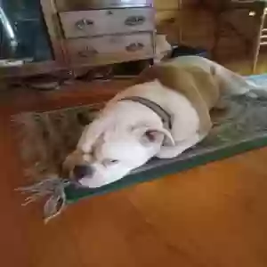 adoptable Dog in Candor, NY named Tank
