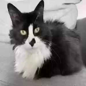 adoptable Cat in Bedminster, NJ named Tippi