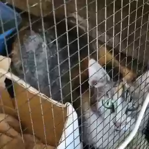 adoptable Cat in Woodland, CA named Marnie