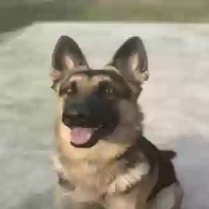 adoptable Dog in Irving, TX named Apollo