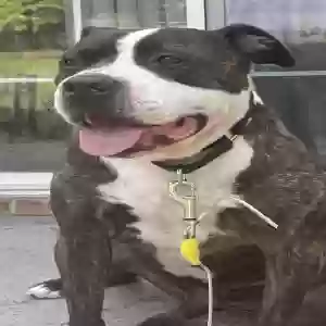 adoptable Dog in Bristol, VA named Titus