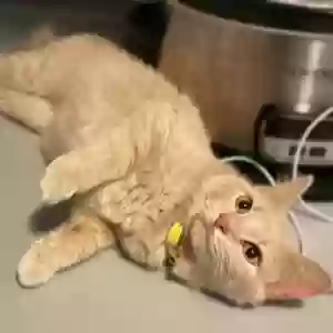 adoptable Cat in Topeka, KS named Kiwi