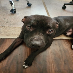 adoptable Dog in Las Vegas, NV named Radar- aka Sgt. Tippy Tappy