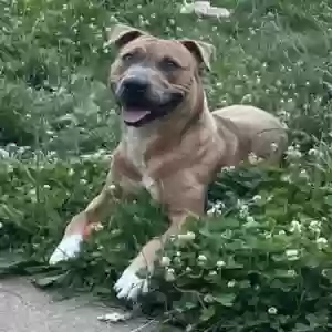 adoptable Dog in Bronx, NY named Barkley