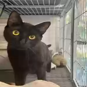 adoptable Cat in Flushing, NY named JANGGOON