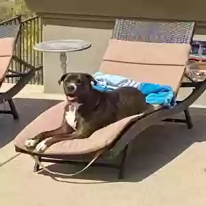 adoptable Dog in Fountain Hills, AZ named Karma