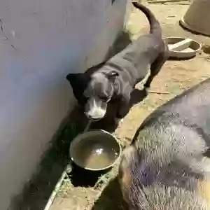 adoptable Dog in Riverside, CA named Bubba