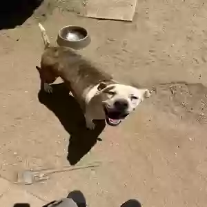 adoptable Dog in Riverside, CA named Hazel