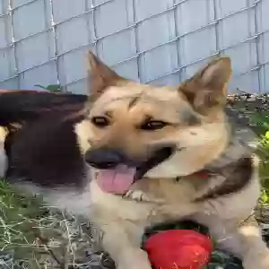 adoptable Dog in Pomona, CA named Da-hua
