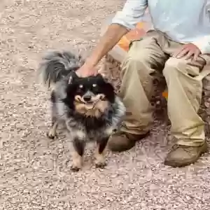 adoptable Dog in Gilbert, AZ named Colby