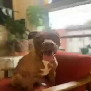 adoptable Dog in Brooklyn, NY named Rudy