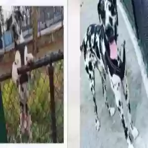 adoptable Dog in Bronx, NY named keno walker