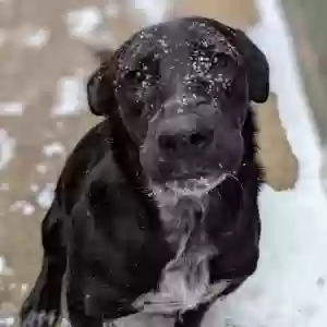 adoptable Dog in Oronogo, MO named Bucky