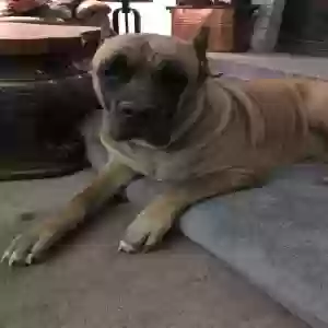 adoptable Dog in Cordova, TN named Mabeline