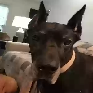 adoptable Dog in Cordova, TN named Calamity