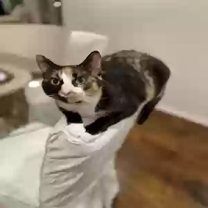 adoptable Cat in Manhattan Beach, CA named Kona