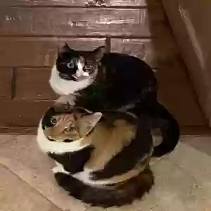 /images/pets/original/2127070_actual_three.webp