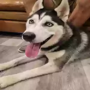 adoptable Dog in Clearfield, UT named Kobe