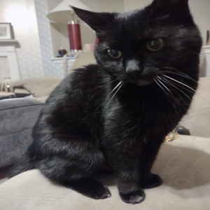 /images/pets/original/2127956_69670_17039970763392853805362719163177.webp