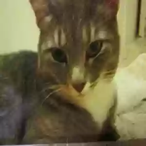 adoptable Cat in Cincinnati, OH named Carmelita