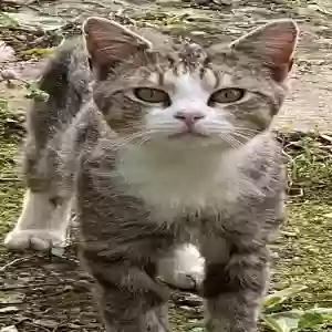 adoptable Cat in Camden, OH named Buddy