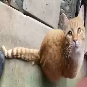 adoptable Cat in Camden, OH named Rusty