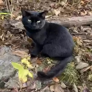 adoptable Cat in Camden, OH named Max