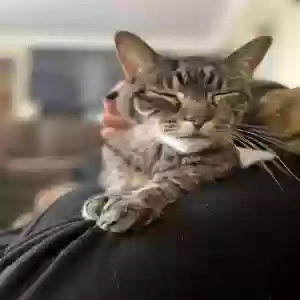 adoptable Cat in Wayne, MI named Loki