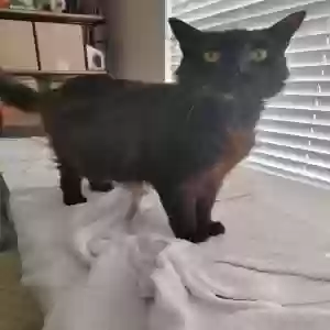 adoptable Cat in Gulf Shores, AL named Raven