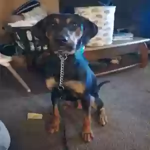 adoptable Dog in Grand Rapids, MI named Oso