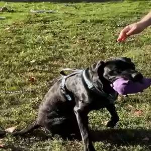 adoptable Dog in Eugene, OR named Ruger