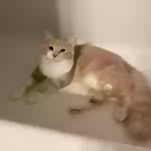 adoptable Cat in Adel, GA named Crookshanks