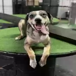 adoptable Dog in Deridder, LA named Nox